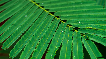 Fototapeta premium After the rain, water drops on green leaves, select focus effect