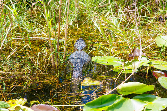 American Alligator in Florida Wetland. Everglades National Park in USA.