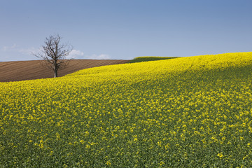 Obraz premium 菜の花の丘