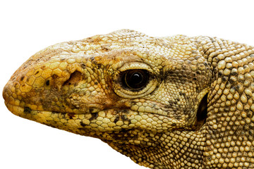 varanus bengalensis