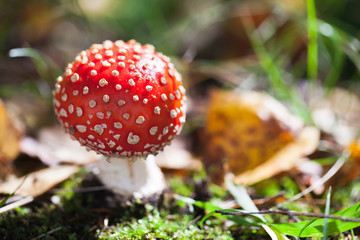 Poisonous mushroom Amanita muscaria in forest