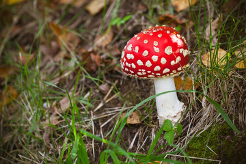 Bright red poisonous mushroom Amanita muscaria