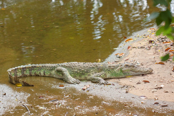 Closeup of crocodile sleeping and waiting for food in the swamp