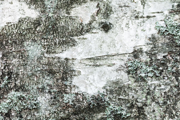 Obraz premium Biała stara kora brzozy z porostami
