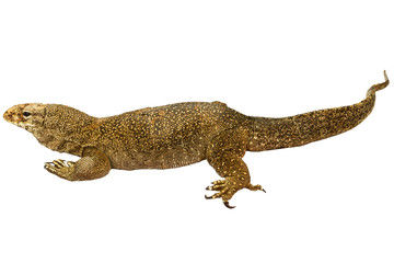 Naklejka premium Varanus bengalensis