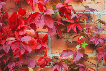 Bright red ornamental grape autumn leaves