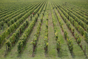 Fototapeta na wymiar Sunrise over grape wineyards in Bordeaux area, France, Europe