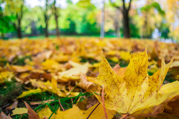 maple leaf on the grass, golden autumn