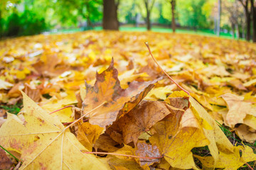 autumn golden foliage on the ground, fisheye effect