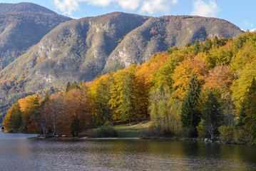 Colorful autumn forest, lake Bohinj in Slovenia