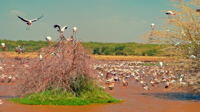 Cinematic shot of tourists in a safari car watching migratory water birds in Lake Manyara National Park, Tanzania, Africa. Pelicans, storks, ducks, geese, teals, francolins, herons, Egrets, Ibis, kite