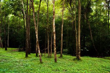 Obraz premium Lush green forest with tree and very green grass