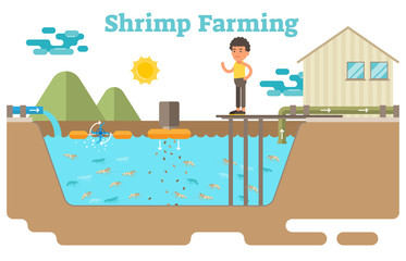 Shrimp / prawns farming aquaculture business illustration