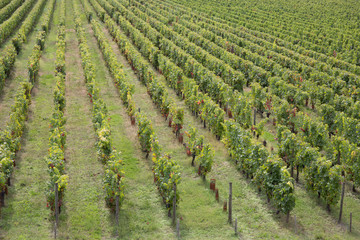 Fototapeta na wymiar green landscape on the vines near Bordeaux in France Europe