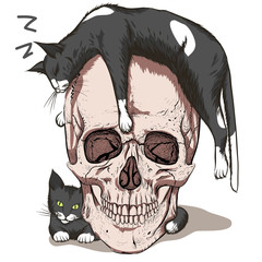Sleeping cat. Skull and cats.