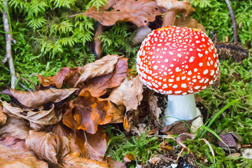 Fototapeta premium close up of red mushroom growing in the forest , Poisonous mushroom , Fly agaric; Amanita muscaria , beautiful mushroom growing in autumn season