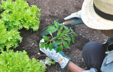 gardener planting tomato plant