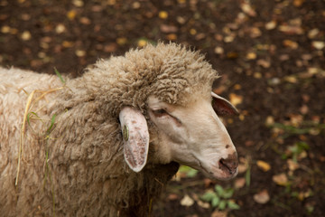 A sheep outdoor portrait