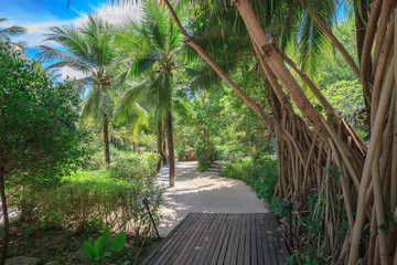 Palm Trees and the wooden path with sand in Thailand