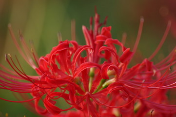 彼岸花　曼珠沙華