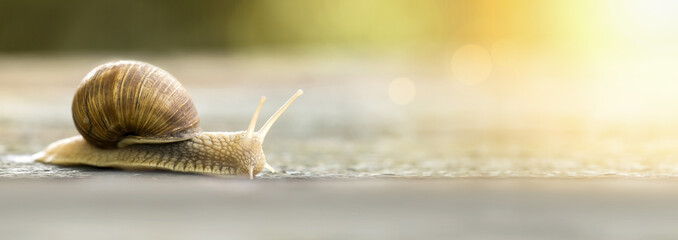 Slow snail crawling - web banner idea © Reddogs