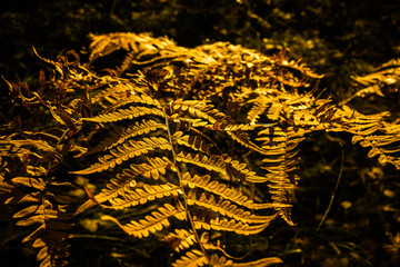 Abstract Autumn Design