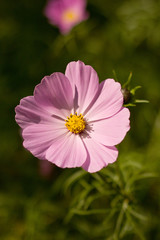 Obraz premium Cosmos bipinnatus blooming in the garden