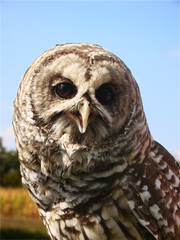 Barred owl face