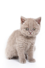 Fluffy kitten British cat (isolated on white)