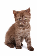 Obraz premium Fluffy kitten British cat (isolated on white)