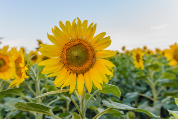Obraz premium sunflowers field on cloudy blue sky with the sun.