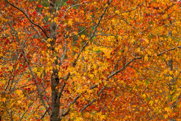 Autumn Trees