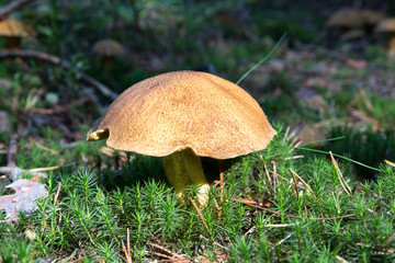 Close-up of mushroom (boletus) growing on forest floor from green moss, edible fungus Velvet Bolete (Suillus variegatus), Autumn, Europe