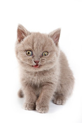 Obraz premium Fluffy kitten British cat meows (isolated on white)