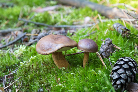 Close-up of pair of small boletuses growing on forest floor from green moss, edible mushrooms, Autumn, Europe