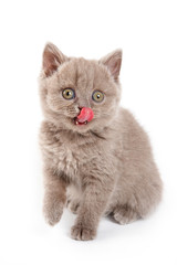 Obraz premium Fluffy kitten British cat meows (isolated on white)