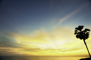 Fototapeta na wymiar Tropical Palm Tree Sunset