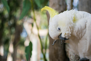 white cockatoo cleaning himself