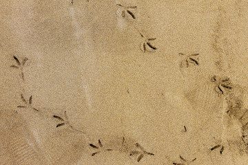 Природный фон: следы птичьей лапки на желтом песке. Фото сделано на одном из пляжей Италии.
