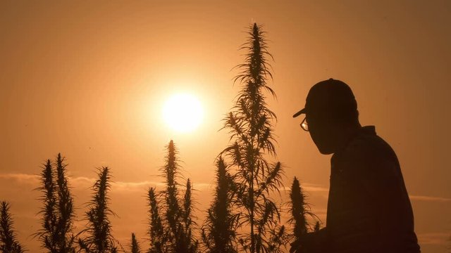 Medium shot of the man processing the marijuana field in the sunset background.