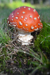 Toadstool in Grass