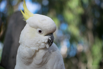 white cockatoo face close up