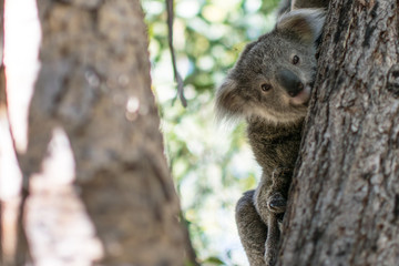 koala joey hanging on a tree