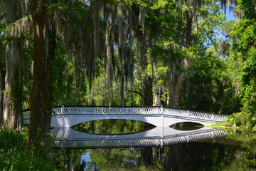 Peaceful Bridge in Southern Swamp with Spanish Moss