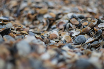 close up of seashells