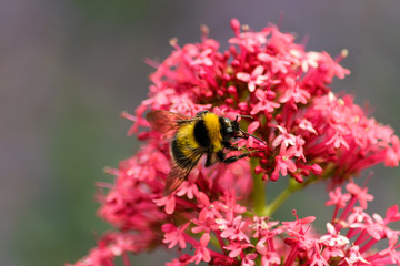 Hummel auf einer Blüte