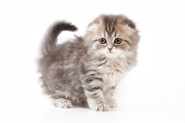 Cute kitty Scottish Fold cat (isolated on white)