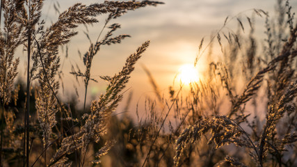grass with sunset background