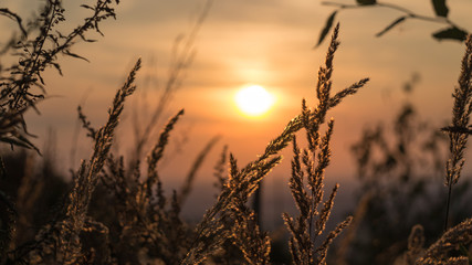 grass with sunset background