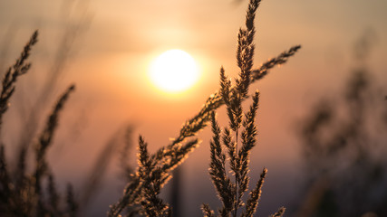 Obraz premium grass with sunset background